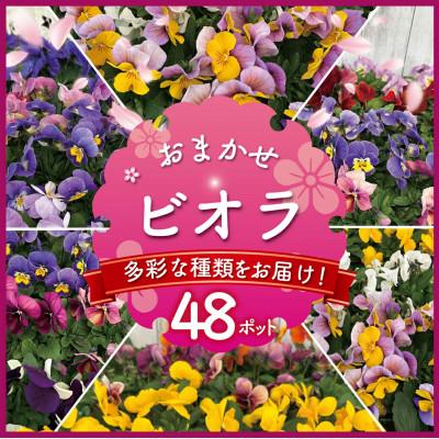 ふるさと納税 藤沢市 [生産農場直送]ビオラ おまかせ 48ポット
