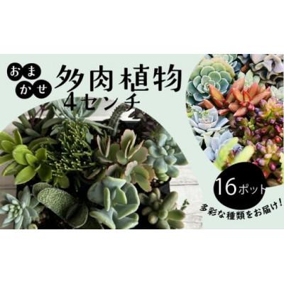 ふるさと納税 藤沢市 多肉植物 4cm おまかせ 16ポット