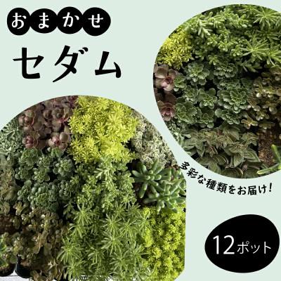 ふるさと納税 藤沢市 セダム(多肉植物) おまかせ 12ポット
