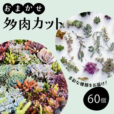 ふるさと納税 藤沢市 多肉植物 カット苗 おまかせ 60個