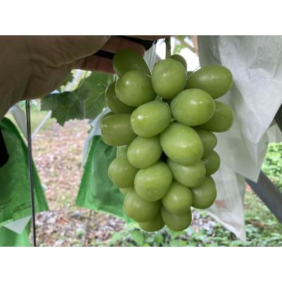 ふるさと納税 千曲市 [2026年先行予約]シャインマスカット 約1kg(2房〜3房)