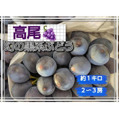 ふるさと納税 南陽市 [生産量の少ない大粒ぶどう]高尾 種無しぶどう 約1kg[S2608]