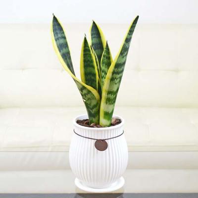 ふるさと納税 大村市 観葉植物 サンスベリアローレンティ バーティカルライン タグ付き4号