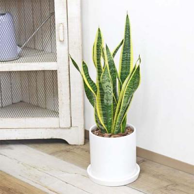 ふるさと納税 大村市 観葉植物 サンスベリアローレンティ 円柱形シリンダー陶器鉢植え