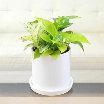 ふるさと納税 大村市 観葉植物 ポトス 3種類寄せ植え円柱形シリンダー陶器鉢植え