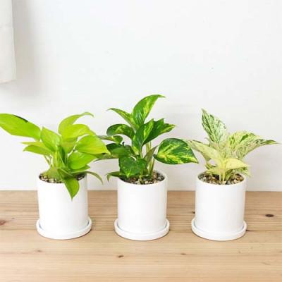 ふるさと納税 大村市 観葉植物 ポトス 3種類3鉢セット