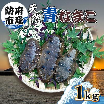 ふるさと納税 防府市 [先行受付]防府市産天然青なまこ1kg