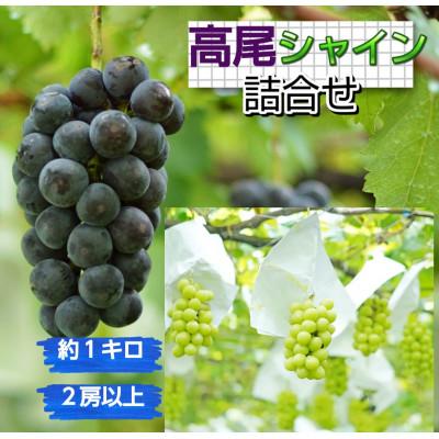 ふるさと納税 南陽市 [大粒ぶどうの詰合せ]高尾・シャインマスカット 約1kg(計2房以上)[S2606]