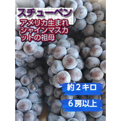 ふるさと納税 南陽市 [シャインマスカットの祖母アメリカ生まれ。とても甘い]スチューベン約2kg(6房以上)[S2611]