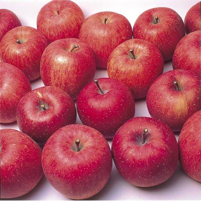 ふるさと納税 長野市 サンふじ りんご 家庭用 訳あり 5kg
