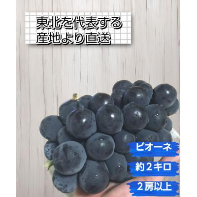 ふるさと納税 南陽市 [東北を代表するぶどう産地から直送]ピオーネ 約2kg(2房以上)[S2591]