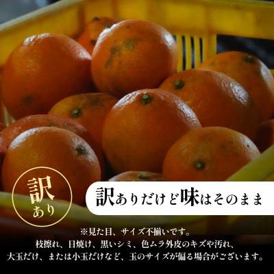 ふるさと納税 八幡浜市 【今シーズン発送開始】五代目が厳選!訳ありまどんな3.5kg【紅まどんなと同品種】【D70-140】 |  | 01