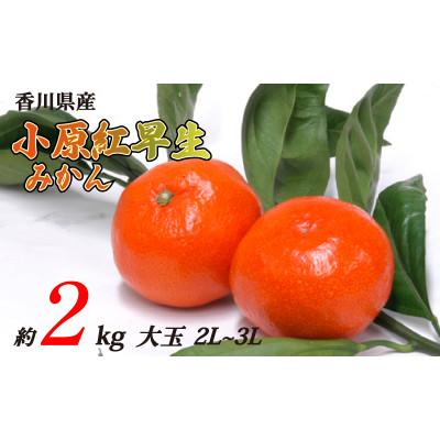 ふるさと納税 丸亀市 小原紅早生みかん 約2kg 大玉2L~3Lサイズ 発送:11月中旬〜