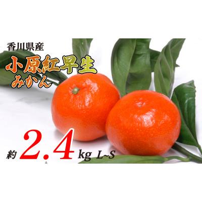 ふるさと納税 丸亀市 小原紅早生みかん 約2.4kg S~Lサイズ 発送:11月中旬〜