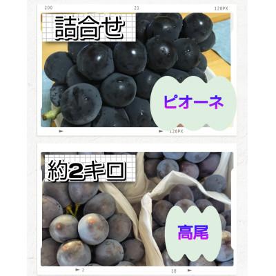 ふるさと納税 南陽市 [大粒ぶどうの詰合せ]ピオーネ・高尾 約2kg(計4房以上)[S2590]