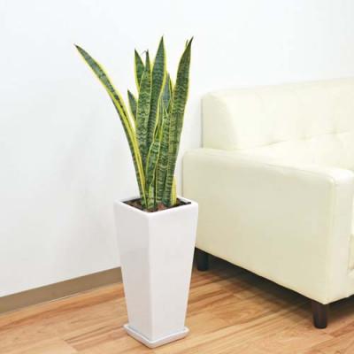 ふるさと納税 大村市 観葉植物 サンスベリアローレンティロングスクエア7号陶器鉢 75cm 白