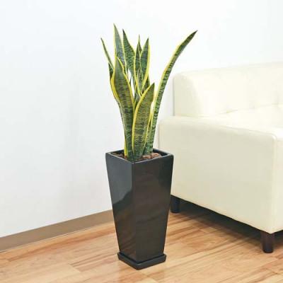 ふるさと納税 大村市 観葉植物 サンスベリアローレンティロングスクエア7号陶器鉢 75cm 黒