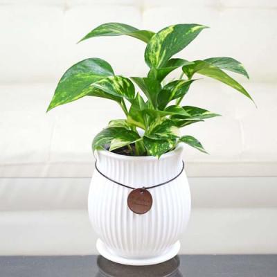 ふるさと納税 大村市 観葉植物 ポトス バーティカルライン陶器鉢 タグ付き3号