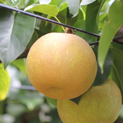 ふるさと納税 高森町 [長野県産]シャリっと瑞々しい梨(幸水・豊水)約3kg 秀品[2026年8月下旬〜9月中旬発送]