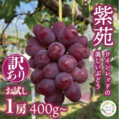 ふるさと納税 真庭市 [お試し訳あり品]紫苑(しえん) 1房400g〜(岡山県産)冬限定 デラウエアのような味わい