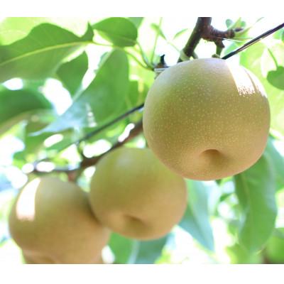 ふるさと納税 高森町 [長野県産]シャリっと瑞々しい梨(幸水・豊水)約10kg 秀品[2026年8月下旬〜9月中旬発送]