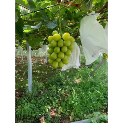 ふるさと納税 取手市 シャインマスカット1房約650g+粒パック約100g付き