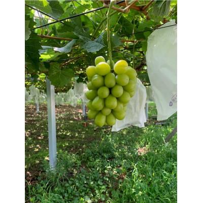 ふるさと納税 取手市 シャインマスカット約1.5キロ2〜3房