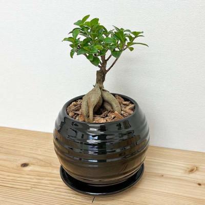 ふるさと納税 大村市 観葉植物 ガジュマルボール型陶器鉢 黒