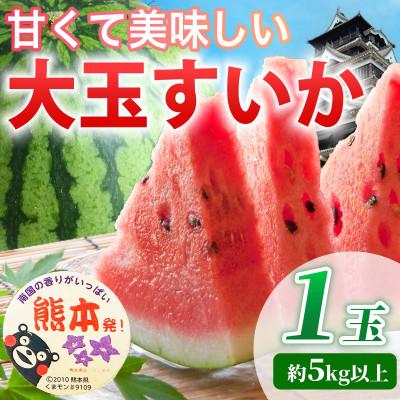 ふるさと納税 山鹿市 [先行予約] 熊本県産 甘くて美味しい!! 大玉すいか 1玉 L以上 約5kg以上