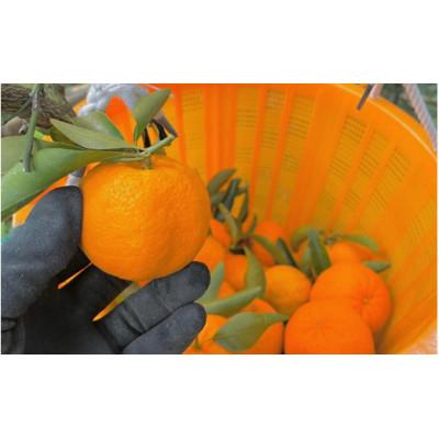 ふるさと納税 田辺市 ポンカン4kg ※1月から順次発送 / 和歌山県 田辺市【nak009-1】 |  | 01