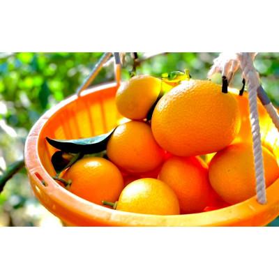 ふるさと納税 田辺市 [期間限定]紅八朔4kg ※1月下旬から順次発送予定 / 和歌山県[nak012-1]