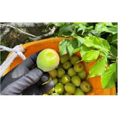 ふるさと納税 田辺市 [先行予約]中山農園の南高梅 青梅1kg ※2026年5月下旬から順次発送[nak016-1]
