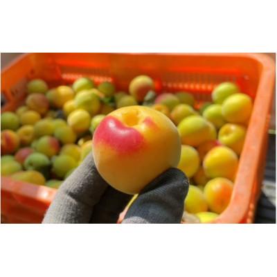ふるさと納税 田辺市 中山農園の南高梅 完熟梅1kg※2026年6月中旬から順次発送[nak020-1]