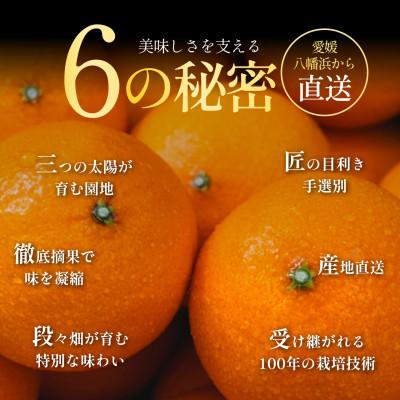 ふるさと納税 八幡浜市 紅プリンセスと同品種「甘平×まどんな」愛果48号【1.5kg】《新品種》【家庭用】【C70-146】 |  | 01
