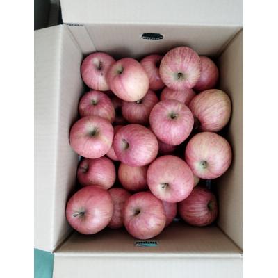 ふるさと納税 中山町 令和8年産先行受付 山形県中山町産りんご&lt;訳あり・家庭用&gt;約10kg 玉数おまかせ ※数量限定