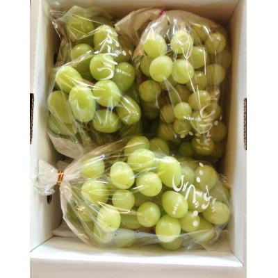 ふるさと納税 高畠町 [先行予約]令和8年産 訳アリ シャインマスカット約1.2kg(2〜3房)