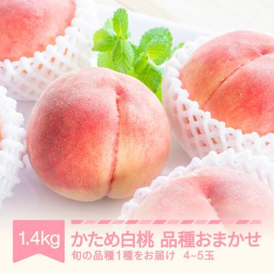 ふるさと納税 村山市 かため白桃おまかせ 桃 品種おまかせ 約1.4kg(4-5玉)