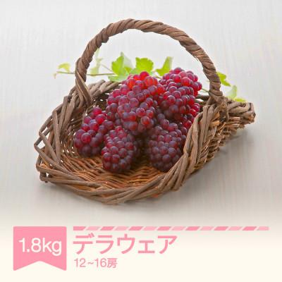 ふるさと納税 村山市 デラウェア 約1.8kg(12-16房)