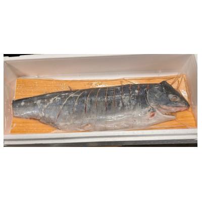 ふるさと納税 様似町 [丸富水産]新巻鮭(半身・切身) 1.1kg