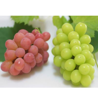 ふるさと納税 山梨市 [2026年発送]サンシャインレッド&amp;シャインマスカット 贅沢2色食べ比べ 計1kg [農福連携]