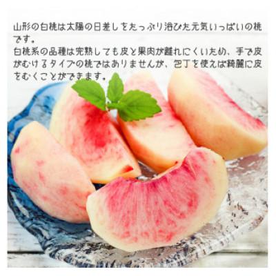 ふるさと納税 寒河江市 山形の白桃 3kg(8〜16玉)  品種おまかせ 秀品 2026年産の画像
