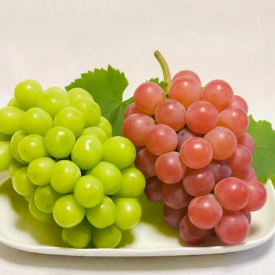 ふるさと納税 山梨市 [2026年発送]シャインマスカット&amp;サンシャインレッドにこにこ食べ比べセット計1kg[数量限定]