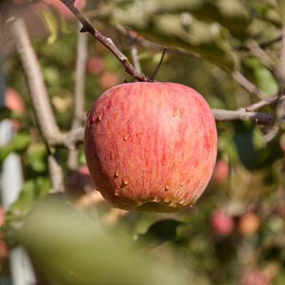 ふるさと納税 高山村 サンふじりんご訳あり計5kg