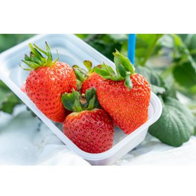 ふるさと納税 北広島町 [1・2月に利用可能]豊平どんぐり農園「いちご狩り65歳以上ペアチケット」