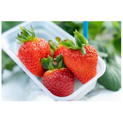 ふるさと納税 北広島町 [1・2月に利用可能]豊平どんぐり農園 いちご狩り入園券3枚セット(大人2名・幼児1名)