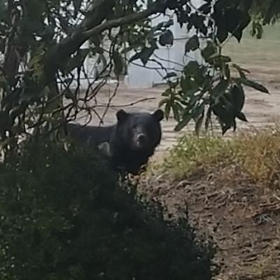 ふるさと納税 酒田市 [返礼品なし]熊被害対策支援(山形県酒田市)
