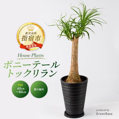 ふるさと納税 指宿市 [観葉植物]ポニーテール(トックリラン) 60cm〜80cm (035-2040)