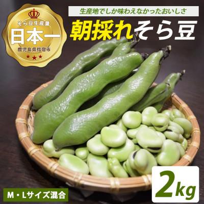 ふるさと納税 指宿市 鹿児島県指宿市産 そら豆 約2kg M・Lサイズ混合(012-2075)