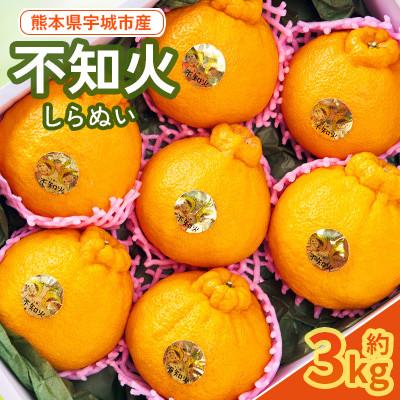 ふるさと納税 宇城市 [先行予約!2026年2月下旬から2026年4月上旬発送]宇城市産 不知火 約3kg[坂下園]