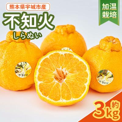 ふるさと納税 宇城市 [加温栽培]2025年12月上旬から下旬発送予定!!宇城市産 不知火 約3kg[坂下園]